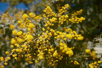 Obraz premium 노란 미모사 꽃