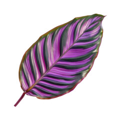 Colorful tropical leaf with vibrant purple hues  