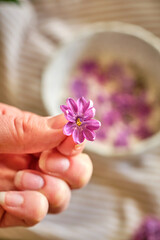 woman hands with pink lilac