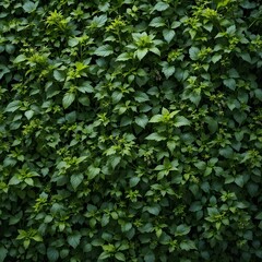 Obraz premium Herb wall, plant wall, natural green wallpaper and background. nature wall. Nature background of green forest