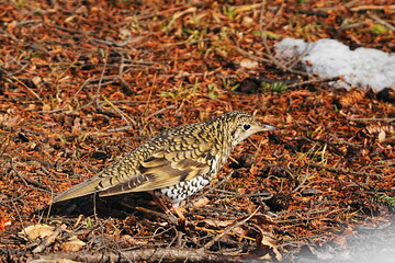 地面を歩くトラツグミ