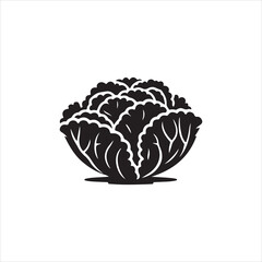 cabbage on a white background