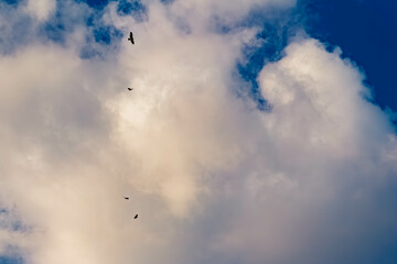 Birds of prey climbing up in the thermals near Tabertshausen, Aholming, Deggendorf, Bavaria, Germany