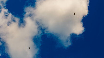 Birds of prey climbing up in the thermals near Tabertshausen, Aholming, Deggendorf, Bavaria, Germany