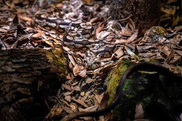 Snake camouflaged among dry leaves resting sleeping on the ground of a forest with rocks and mossy...