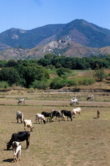 Zébu de Madagascar, Bos indicus, Fort Dauphin, Madagascar
