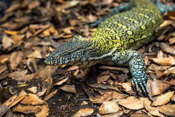 Close-up detail of the head of a monitor lizard resting on dry leaves in a forest looking at the camera.