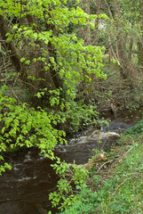 Riviere l'Ile, 33, Gironde, France
