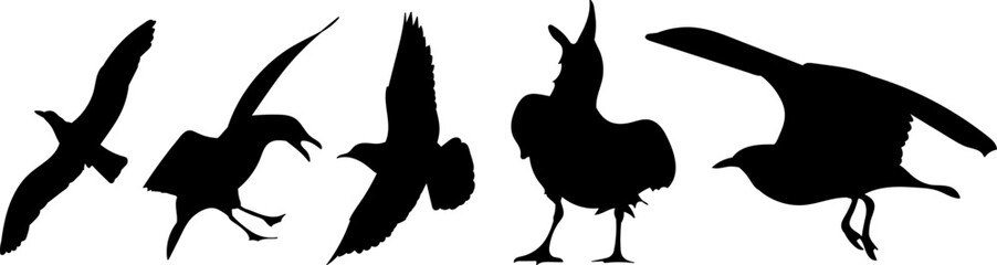 seagull silhouette on white background, vector