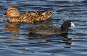 Mallard Duck and American Coot Swimming in Lake Tyler near Whitehouse TX