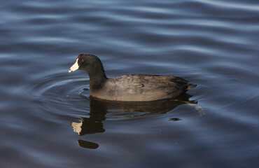 American Coot at Lake Tyler Marina near Whitehouse TX