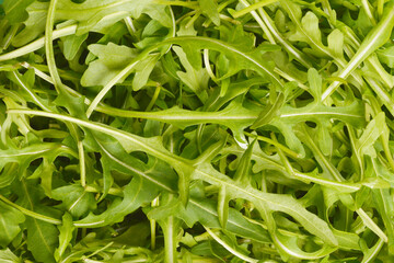 A close-up shot of fresh, vibrant arugula leaves, showcasing their intricate shapes and textures