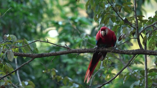 Red parrot feeding grass seed grain in nature feeder, Rio Tarcoles, Costa Rica. Red parrot Scarlet Macaw, Ara macao, bird sitting on the branch,Tarcoles river, Costa Rica. Wildlife scene from tropic.