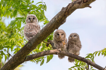 エゾフクロウの子供