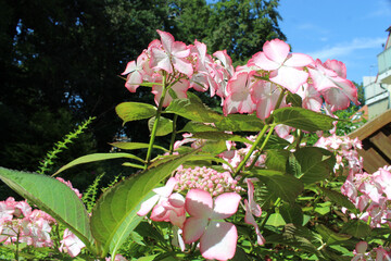 Blüten, Sommer, aufgeblüht
