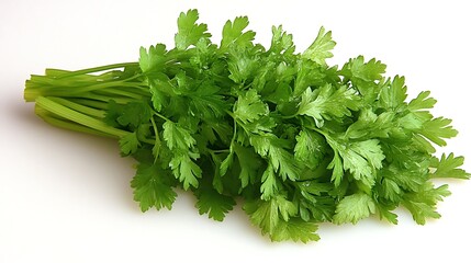 Fresh parsley bunch, white background
