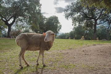 Sheep grazes calmly when something catches his attention and he observes carefully.