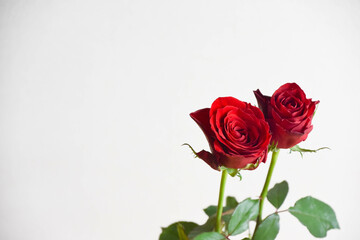 赤い薔薇
