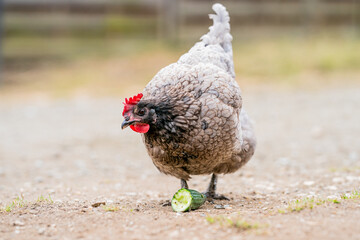 Eine graue Henne frisst eine Gurke