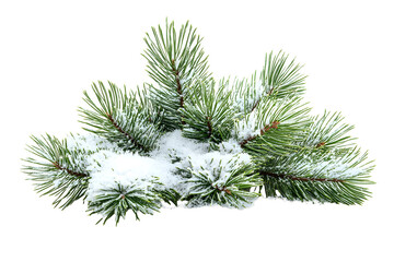 christmas tree branch with cones