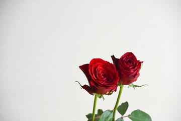 赤い薔薇