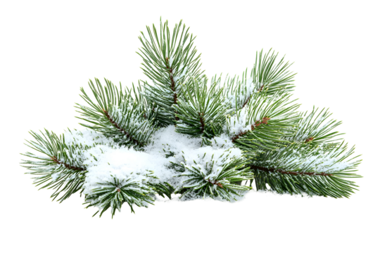 christmas tree branch with cones