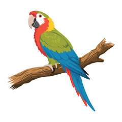 Fototapeta premium parrot on a white background