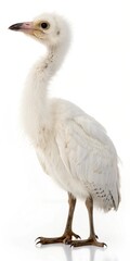 Fototapeta premium Young white bird with fluffy feathers and long legs.