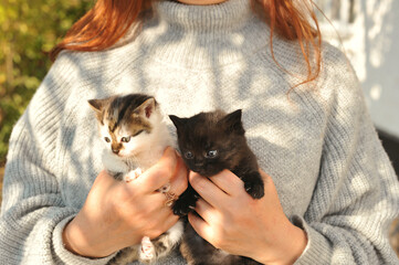 Small kittens in a woman’s arms. Cute autumn photos of kittens.
