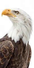 Obraz premium Bald eagle with sharp gaze and detailed feathers.