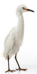Obraz premium Egret standing tall with slender legs.