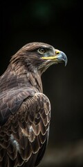 Obraz premium Eagle with focused gaze, dark backdrop.