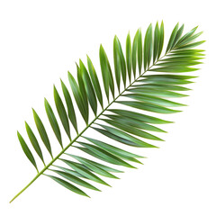 Vibrant Green Palm Leaf on transparent background 