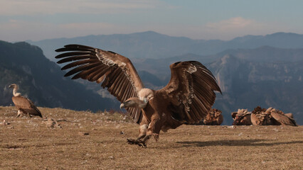 Griffon vulture landing with wings spread in mountainous terrain