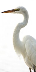 Fototapeta premium Graceful white bird with long neck and sharp beak.
