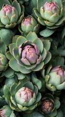 Obraz premium Artichokes arranged at the market with vibrant green shells and purple floral patterns in a detailed close-up shot