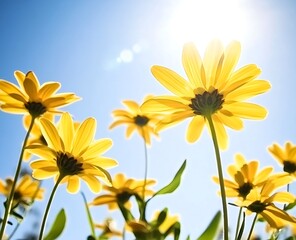 Obraz premium Yellow daisy flowers blooming under a clear blue sky, reflecting vibrant golden sunlight