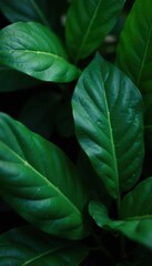 Dark green, glossy tropical foliage, intricate leaf detail , botanical, glossy, tropical