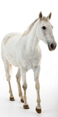 Obraz premium White horse standing on a plain white background.