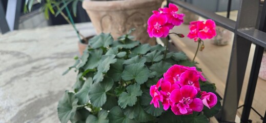 flowers in the garden