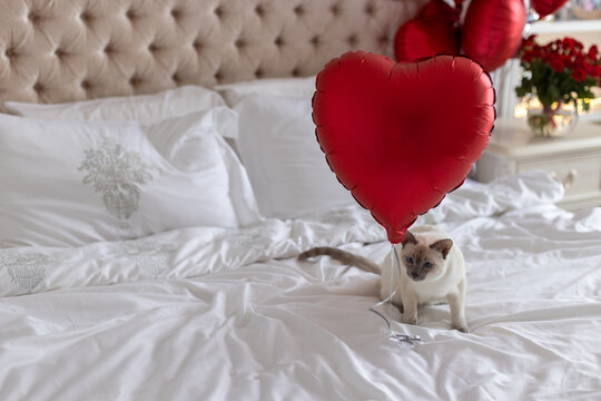 Feline Fun: Siamese Cat Stalking a Balloon on the Bed