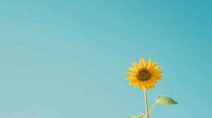 Fototapeta premium Vibrant single sunflower against clear blue sky for nature and summer inspiration