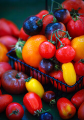 Fresh ripe red, black and yellow tomatoes  on rustic background