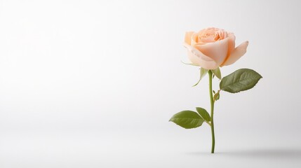 Obraz premium Single Pale Peach Rose on Minimalist White Background