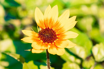Sunflower on a sunny summer day near Bad Griesbach im Rottal, Passau, Bavaria, Germany