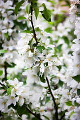 Blooming apple tree with white petals, springtime background, close-up