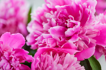 Close up of pink purple peony flowers