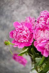 Close up of pink purple peony flowers