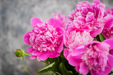 Close up of pink purple peony flowers