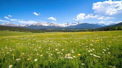 Fototapeta premium Mountain valley adorned with wildflowers in full bloom, set against a backdrop of snow-capped peaks under serene blue skies,